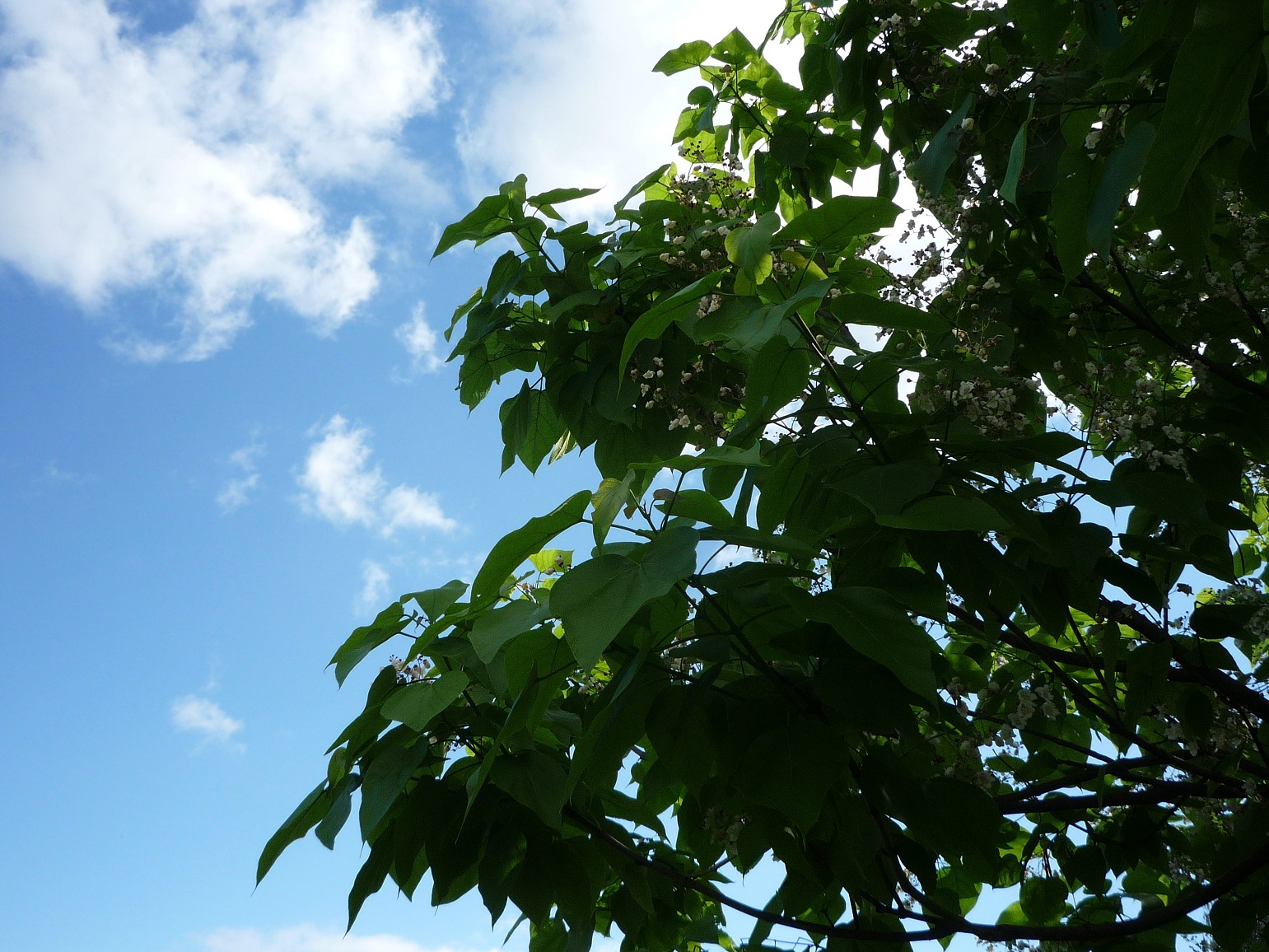Catalpa leaves and some flowers against a bright blue sky with white clouds