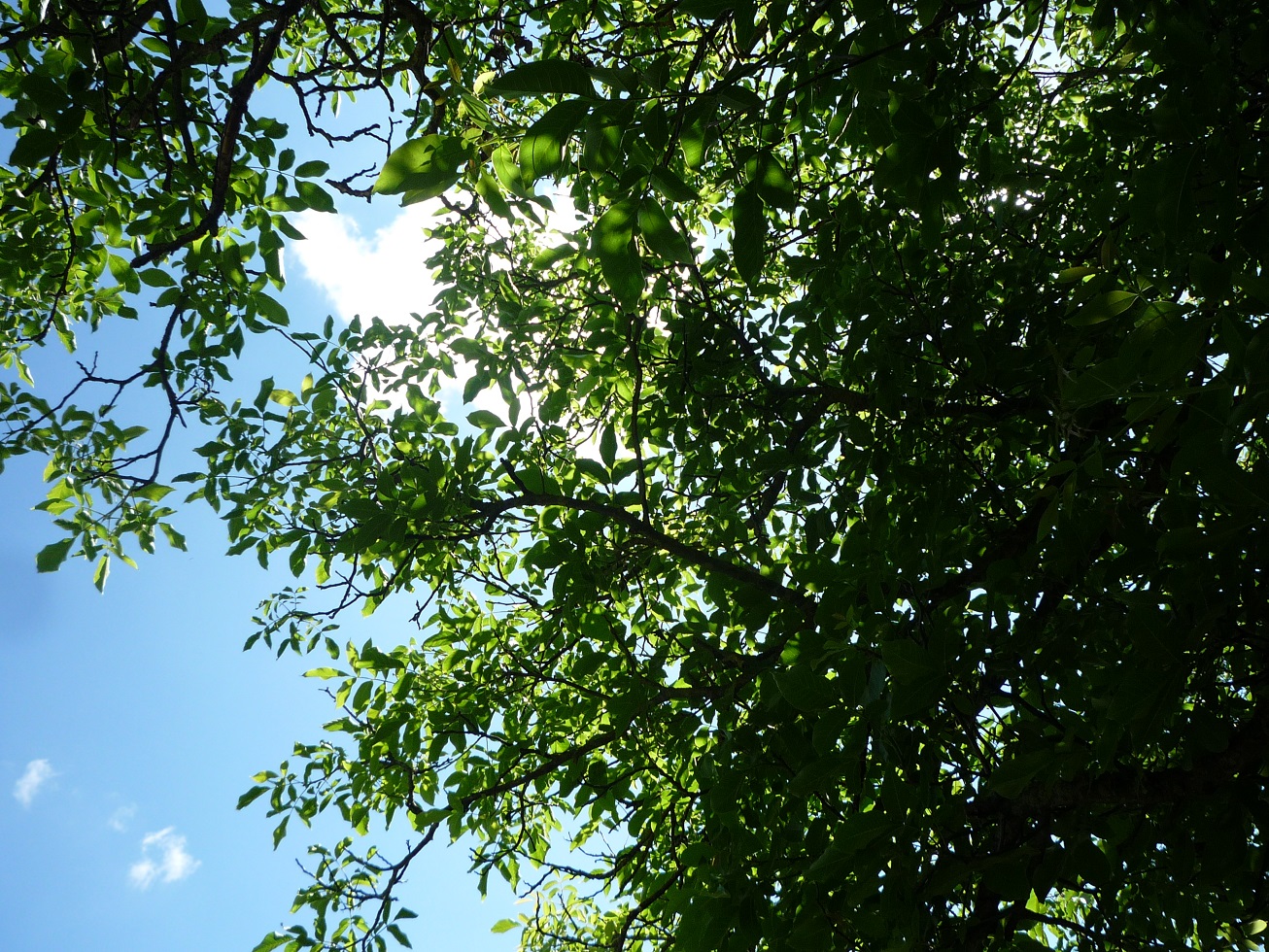 Common walnut leaves against a bright blue sky with white clouds